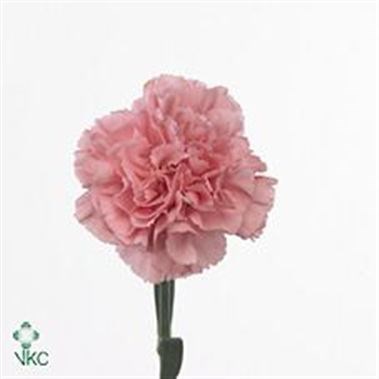 CARNATION BETSY