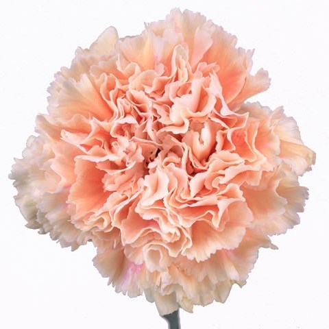 CARNATION CAPPUCCINO