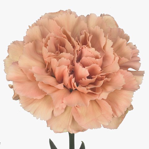 CARNATION CARAMEL