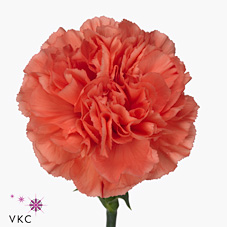 CARNATION CAROLINE
