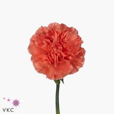 CARNATION CAROLINE