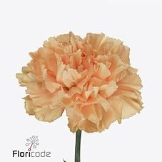 CARNATION CAROLINE GOLD