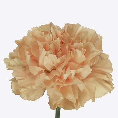 CARNATION CAROLINE GOLD