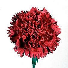 CARNATION CASTELLARO