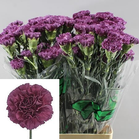 CARNATION COBALT THRILL