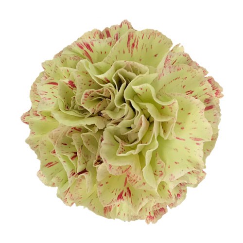CARNATION COVER