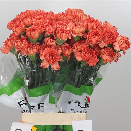 CARNATION COWBOY