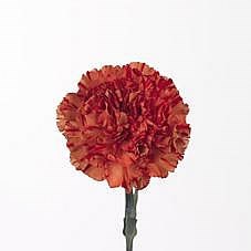 CARNATION CRAZY HORSE