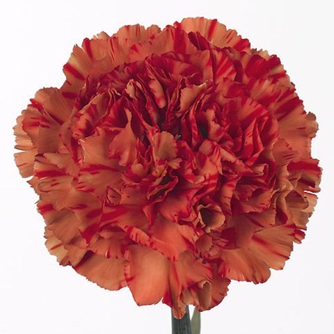 CARNATION CRAZY HORSE