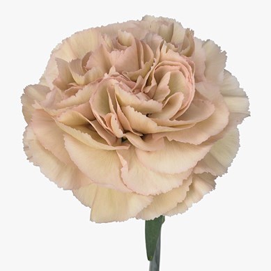 CARNATION CREOLA