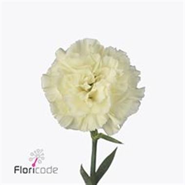 CARNATION DILETTA CREMA