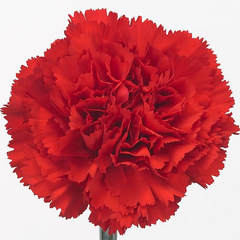 CARNATION DON PEDRO