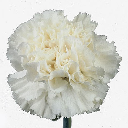 CARNATION DOVER