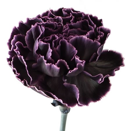 CARNATION DYED BLACK PRIDE