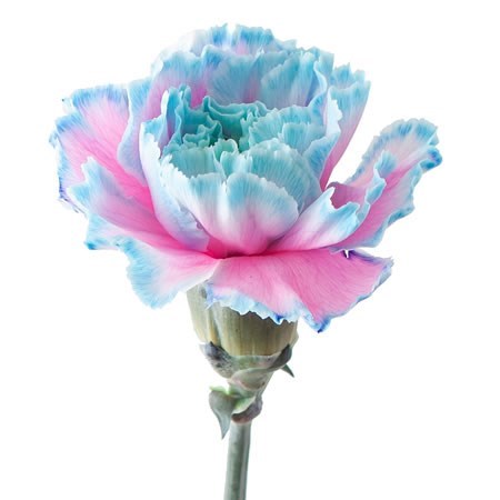 CARNATION DYED BUBBLEGUM