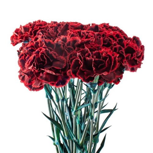 CARNATION DYED FLAMENCO 60cm Wholesale Dutch Flowers & Florist