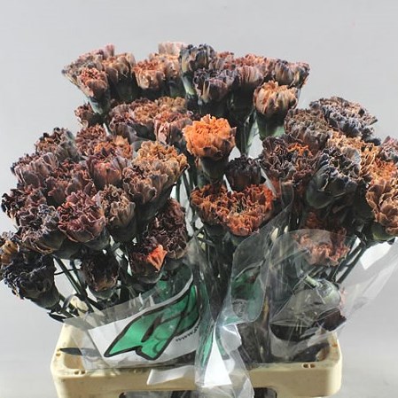 CARNATION DYED HALLOWEEN