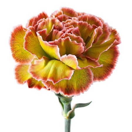 CARNATION DYED HORTENSIA