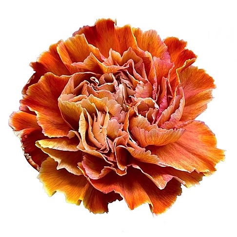 CARNATION DYED RETRO ORANGE