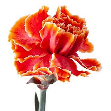CARNATION DYED ROMA
