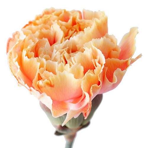 CARNATION DYED SUNSHINE