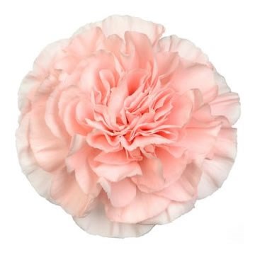 CARNATION ESSIANA