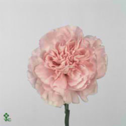CARNATION ESSIANA