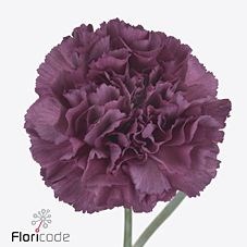 CARNATION EXTASIS