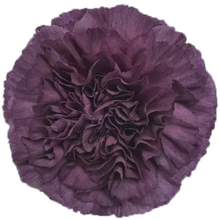 CARNATION EXTASIS