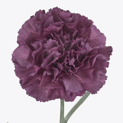CARNATION EXTASIS 70cm | Wholesale Dutch Flowers & Florist Supplies UK