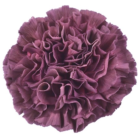 CARNATION COPPER EXTASIS