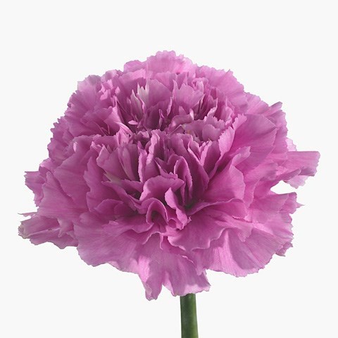 CARNATION FARIDA