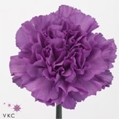 CARNATION FLORIGENE MOONLITE