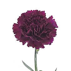 CARNATION FLORIGENE MOONTEA