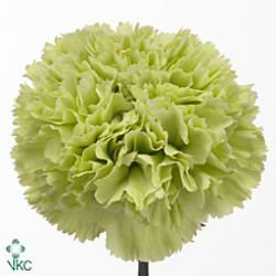 CARNATION GOBLIN