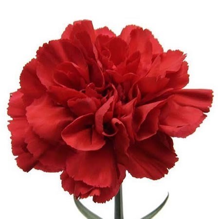 CARNATION GRAND SLAM