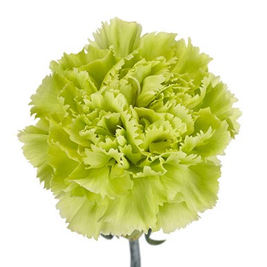 Green shop carnations flowers