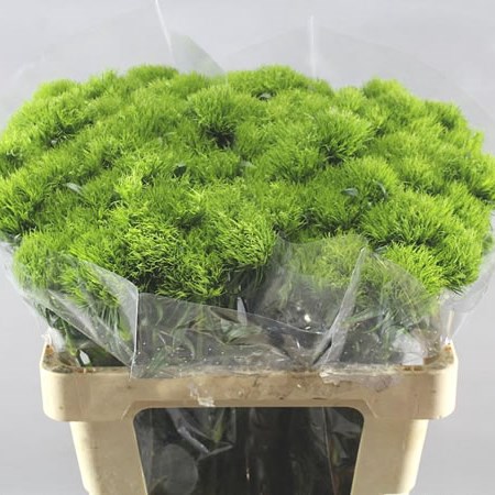 CARNATION GREEN TRICK
