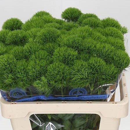 CARNATION GREEN WICKY