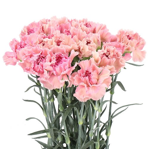 CARNATION HAPPY BRAUN