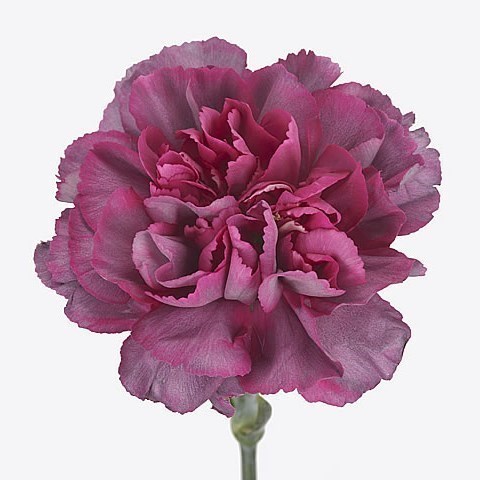 CARNATION HYPNOSIS