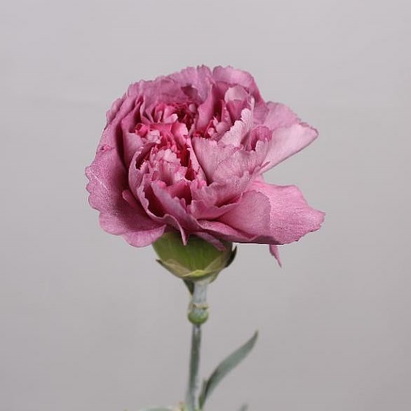 CARNATION HYPNOSIS