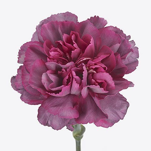 CARNATION HYPNOSIS