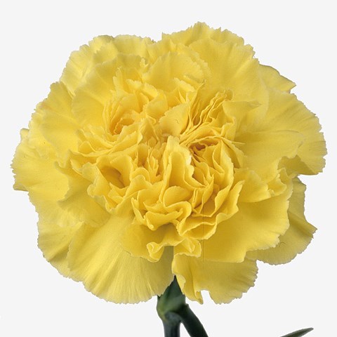 CARNATION KIRO