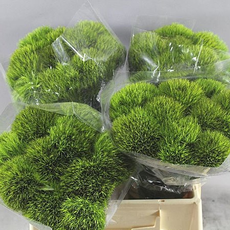 CARNATION KIWI CHERRY