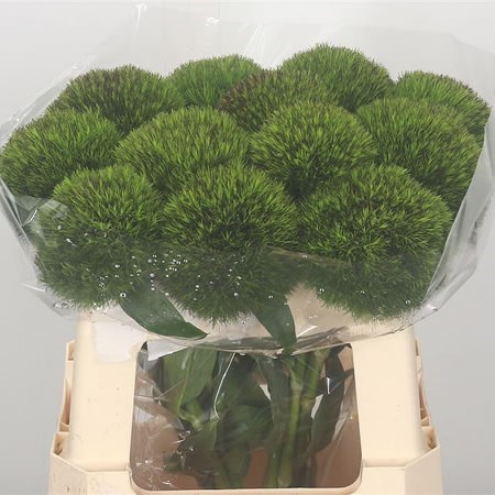 CARNATION KIWI CHERRY