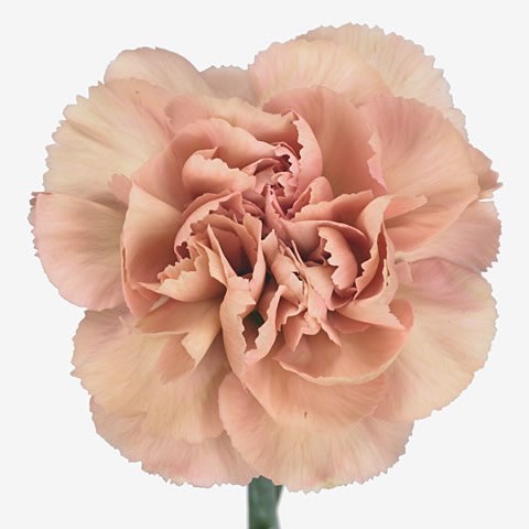 CARNATION LADY DAYANA