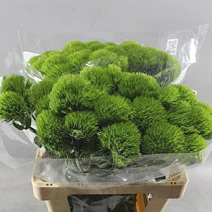 CARNATION LADY IN GREEN
