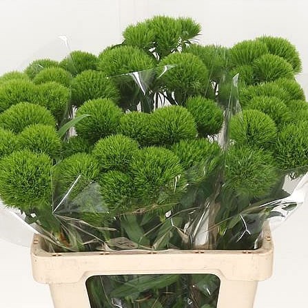 CARNATION LADY INGREEN