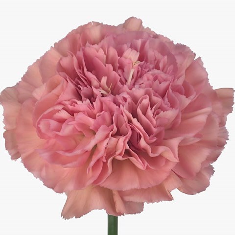 CARNATION LEGE PINK